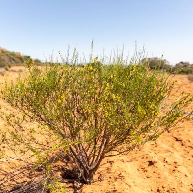 Tea with Tae Rooibos Pouch