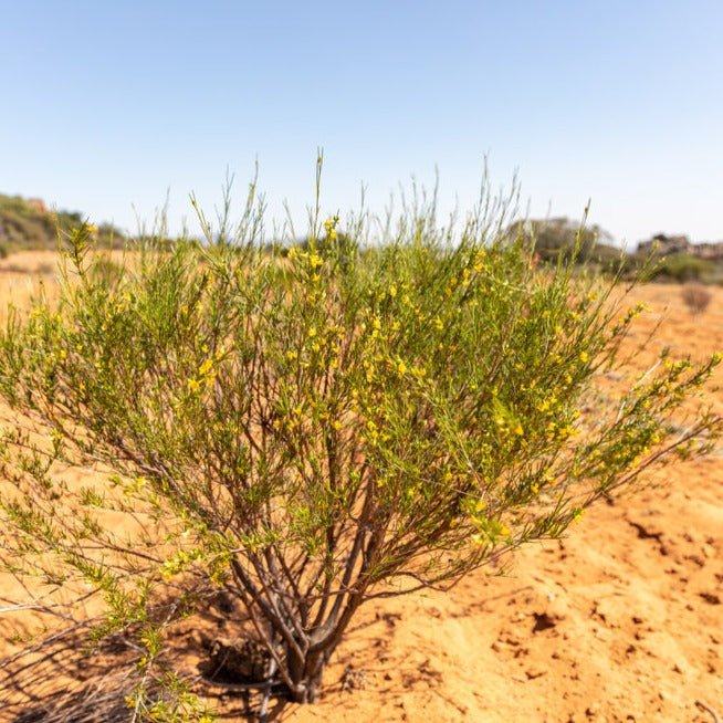 Tea with Tae Rooibos Chai Mini Tea Tube (5 tea bags)